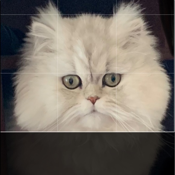 Posh Party 🎉 - Picture 3 of 6